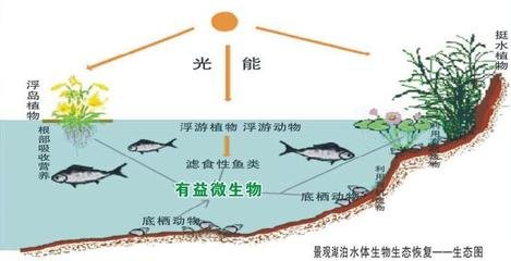 论天然水体的自净功能
